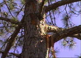 [ Areas of exploded bark hang from tree limbs. ]