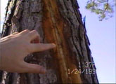 [ A closer shot of the thin channel that the lightning dug into the tree circumference. ]