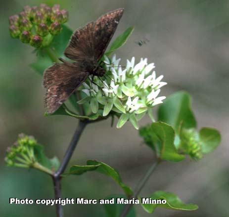 Curtiss' milkweed, Asclepias curtissii