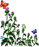 thistle with butterflies