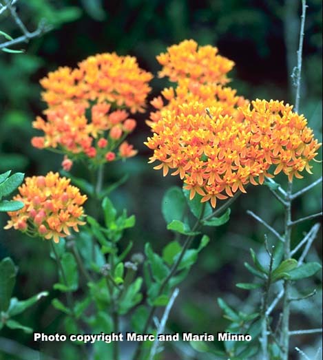 Asclepias tuberosa, butterfly weed