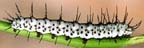Zebra butterfly larva