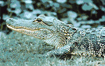 [Image of Gator]