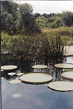 [Image of Lily Pads]