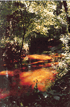 [Image of Creek in San Felasco]
