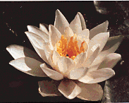 [Image
of Waterlily]