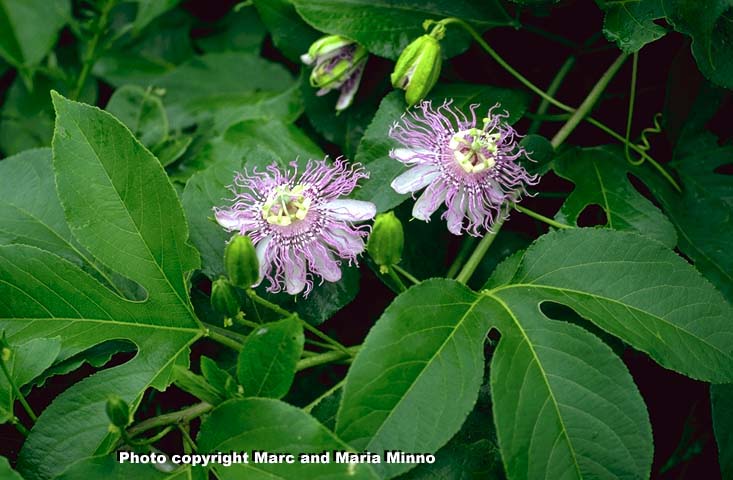 Maypop, Passiflora incarnata, host plant of heliconiid butterflies