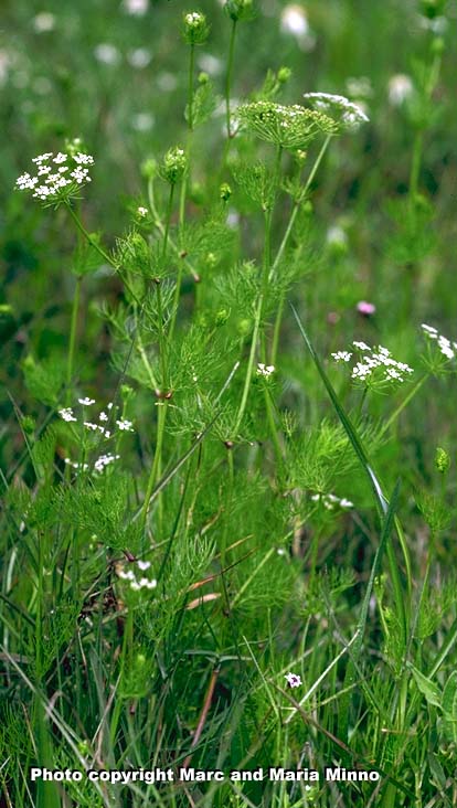 Mock Bishop's weed, Ptilimnium capillaceum