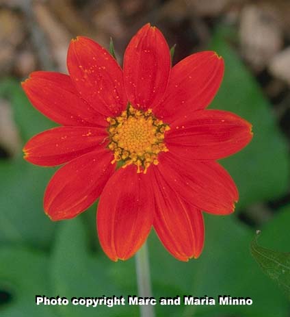 Tithonia, Mexican sunflower