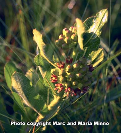 Velvet-leaved milkweed, Asclepias tomentosa