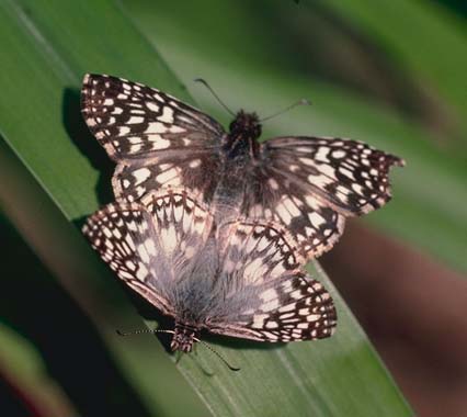 Tropical Checkered Skippers