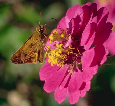Whirlabout skipper butterfly on zinnia