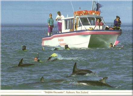 Dolphin Encounters - click to go to their site!