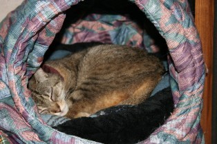 Picture of Pixie curled up in a hutBegging