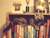 [``I KNOW he keeps the catnip up here someplace!'']