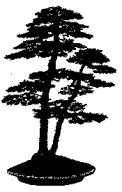 bonsai pine logo