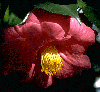 Red  camellia