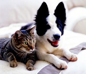 dog and cat 