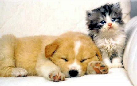  cat and dog 