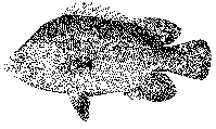 Image of Tripletail