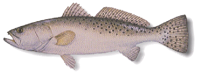 [Image of Seatrout]