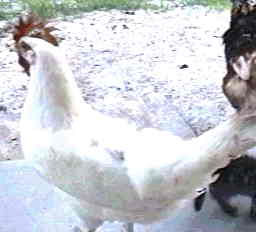 Photo of White Leghorn Hen