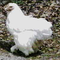 Photo of White Cochin Hen