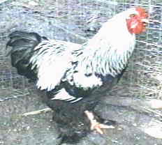 Photo of Dark Brahma Cock