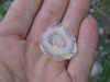 [103-0301_IMG.JPG - Guestimate for this hailstone is 1.25-inches.]