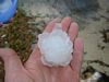 [103-0320_IMG.JPG - This photo was shown on the WJXT/TV-4 evening news 3/1/2003.  Guestimate for this hailstone is 3-inches.]